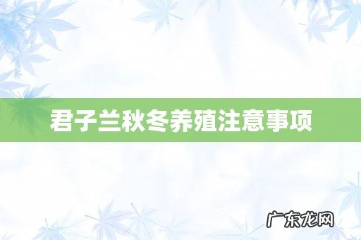 君子兰秋冬养殖注意事项