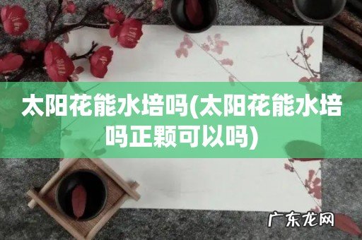太阳花能水培吗正颗可以吗 太阳花能水培吗