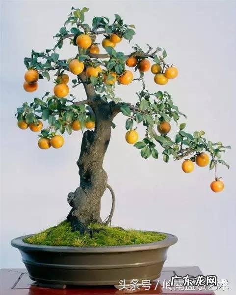 利于风水的植物 大型风水植物