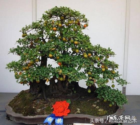 利于风水的植物 大型风水植物