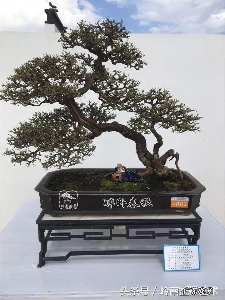 利于风水的植物 大型风水植物