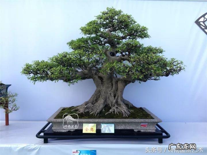 利于风水的植物 大型风水植物