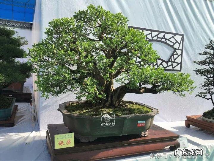 利于风水的植物 大型风水植物