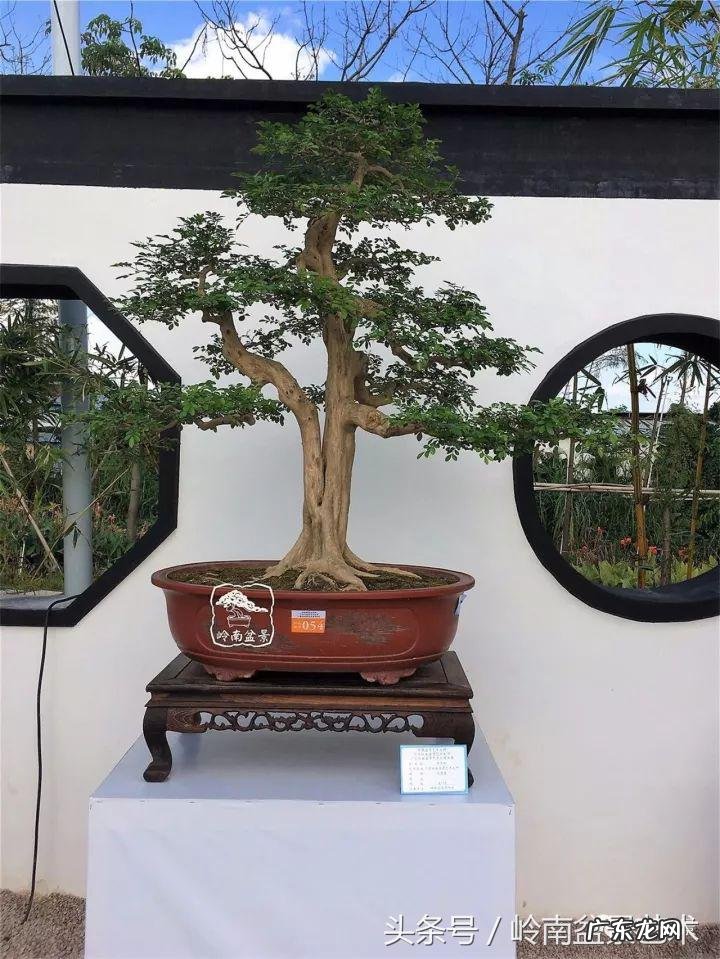 利于风水的植物 大型风水植物