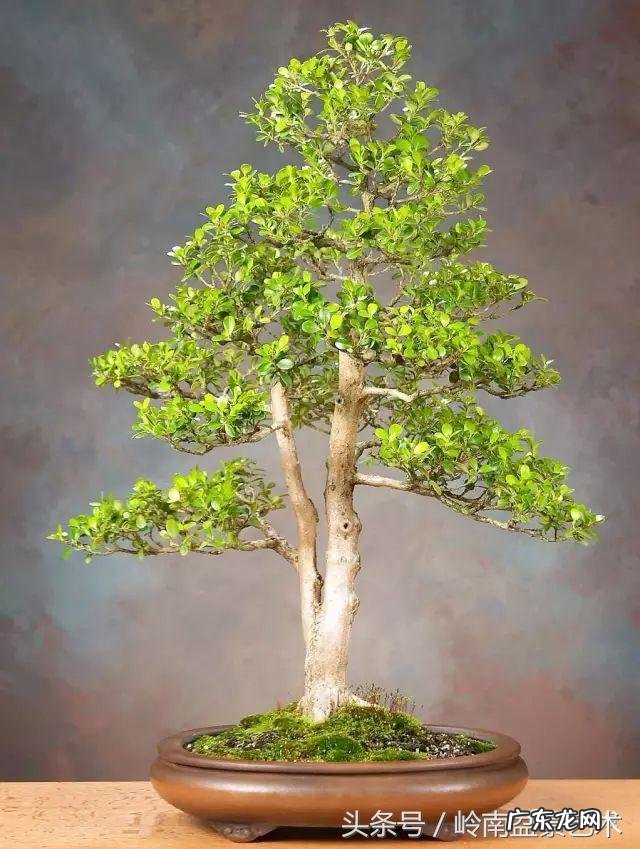 利于风水的植物 大型风水植物