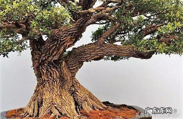 利于风水的植物 大型风水植物