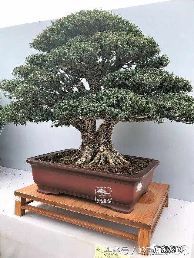 利于风水的植物 大型风水植物