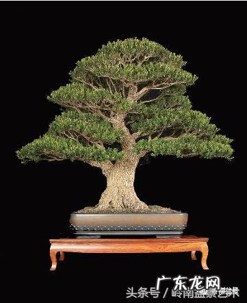 利于风水的植物 大型风水植物