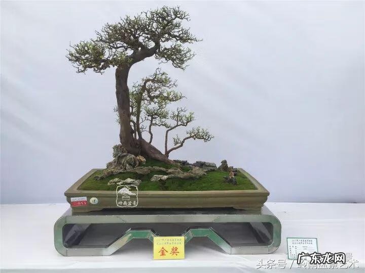 利于风水的植物 大型风水植物