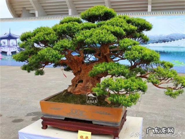 利于风水的植物 大型风水植物