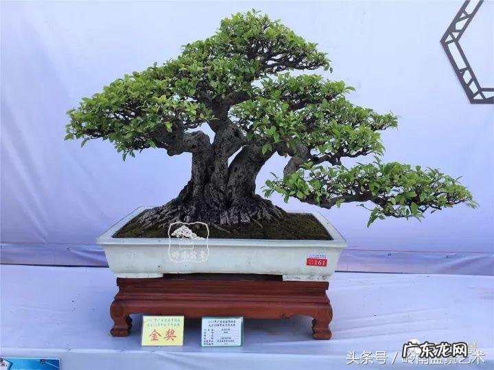 利于风水的植物 大型风水植物