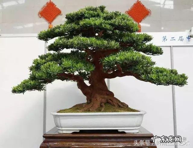 利于风水的植物 大型风水植物