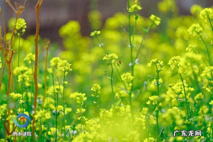 摆件蟾蜍含钱和不含钱的摆放 风水蟾蜍倒挂