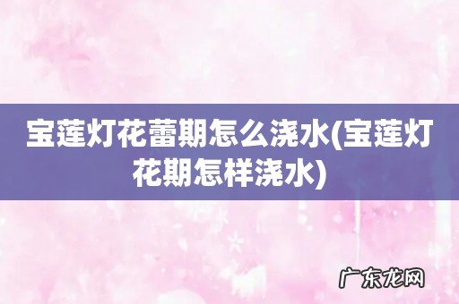 宝莲灯花期怎样浇水 宝莲灯花蕾期怎么浇水