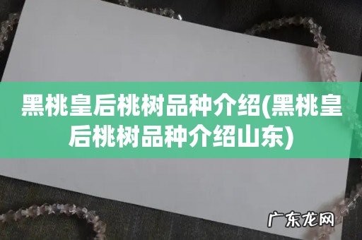 黑桃皇后桃树品种介绍山东 黑桃皇后桃树品种介绍