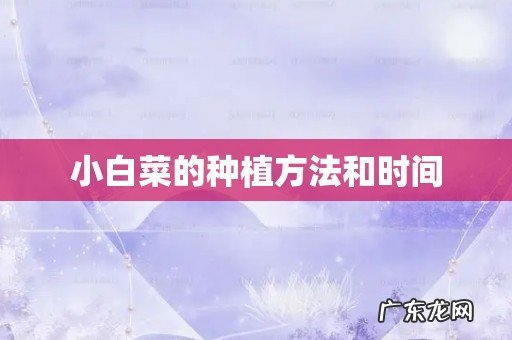 小白菜的种植方法和时间