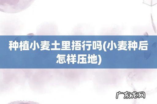 小麦种后怎样压地 种植小麦土里捂行吗
