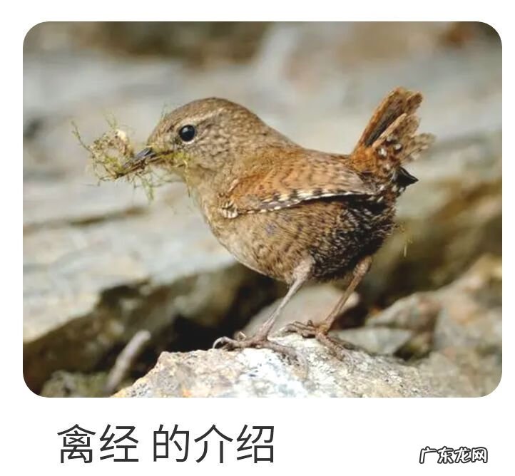 凤形山风水地形图片 有凤字的风水宝地是哪里