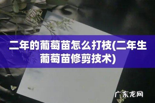 二年生葡萄苗修剪技术 二年的葡萄苗怎么打枝