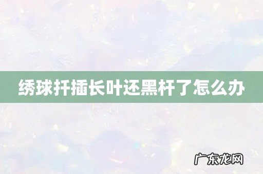 绣球扦插长叶还黑杆了怎么办