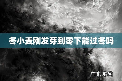 冬小麦刚发芽到零下能过冬吗
