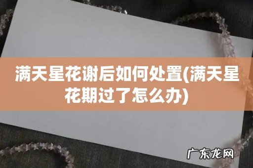 满天星花期过了怎么办 满天星花谢后如何处置