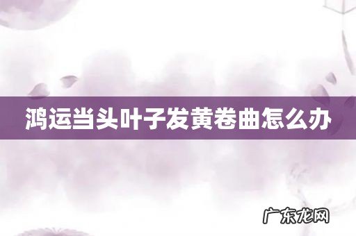 鸿运当头叶子发黄卷曲怎么办