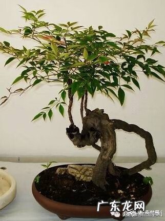 南天竹种在家风水好不好 南天竹盆栽的风水寓意