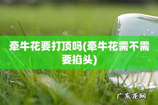牵牛花需不需要掐头 牵牛花要打顶吗