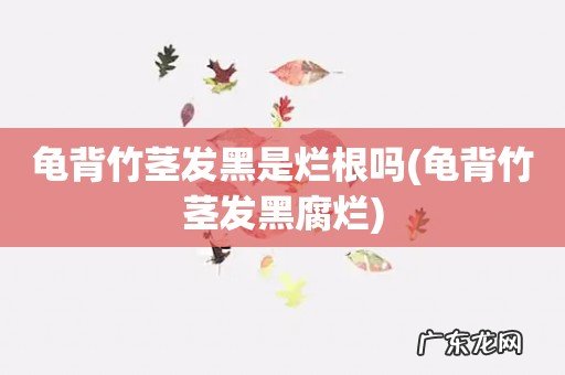 龟背竹茎发黑腐烂 龟背竹茎发黑是烂根吗