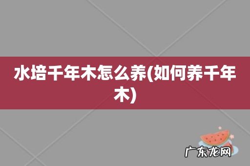 如何养千年木 水培千年木怎么养