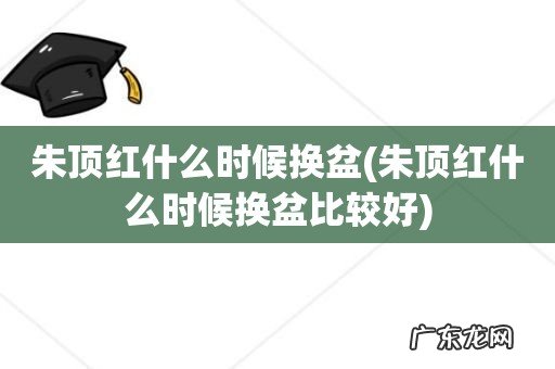 朱顶红什么时候换盆比较好 朱顶红什么时候换盆