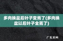 多肉换盆以后叶子全蔫了 多肉换盆后叶子变焉了