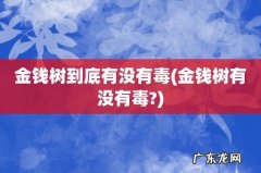 金钱树有没有毒? 金钱树到底有没有毒