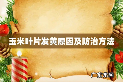 玉米叶片发黄原因及防治方法