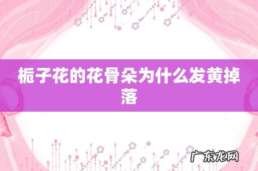 栀子花的花骨朵为什么发黄掉落