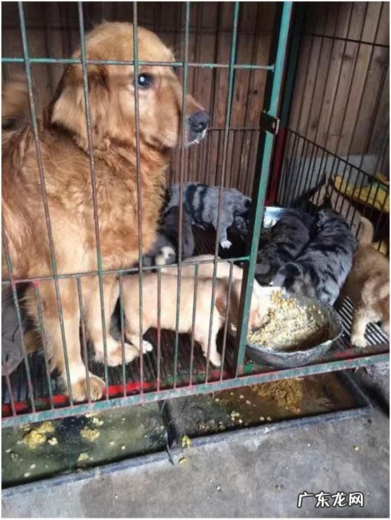 金毛去哪里配种比较好 金毛配种怎么配呢