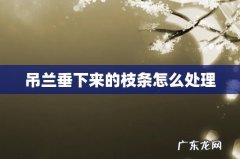 吊兰垂下来的枝条怎么处理