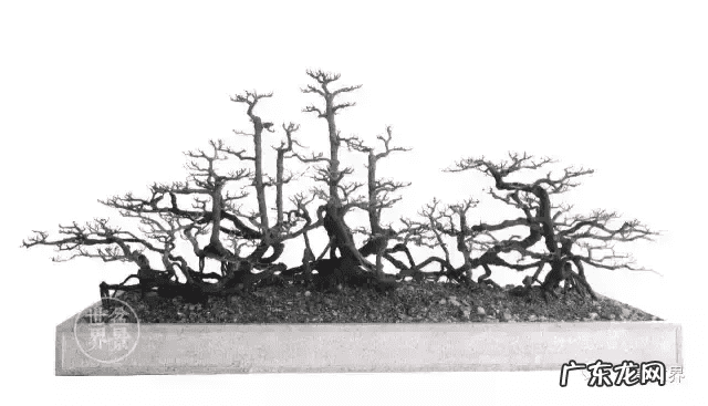 树桩的图画 风水画树桩图片大全欣赏