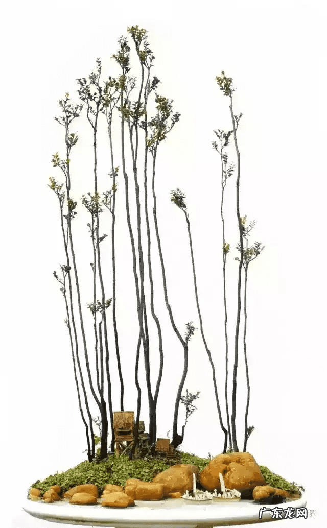 树桩的图画 风水画树桩图片大全欣赏