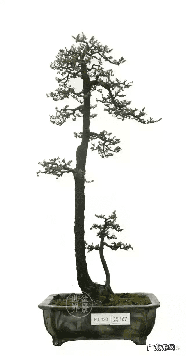 树桩的图画 风水画树桩图片大全欣赏