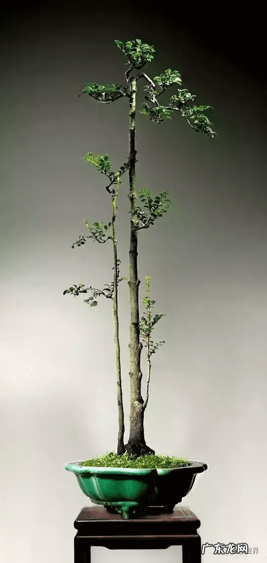 树桩的图画 风水画树桩图片大全欣赏