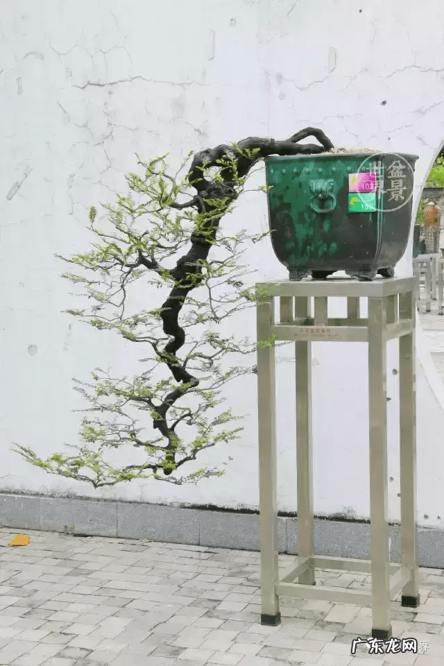 树桩的图画 风水画树桩图片大全欣赏