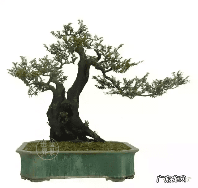 树桩的图画 风水画树桩图片大全欣赏