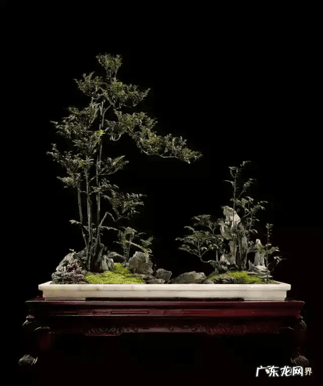 树桩的图画 风水画树桩图片大全欣赏