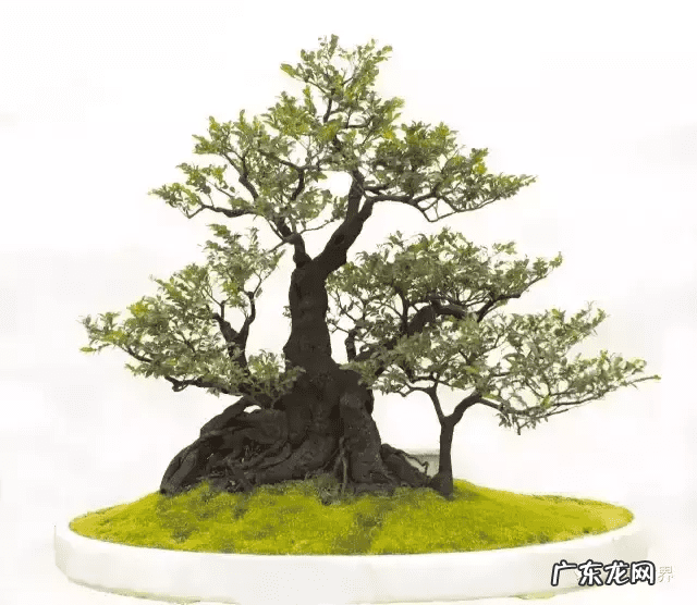 树桩的图画 风水画树桩图片大全欣赏