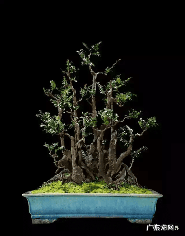 树桩的图画 风水画树桩图片大全欣赏