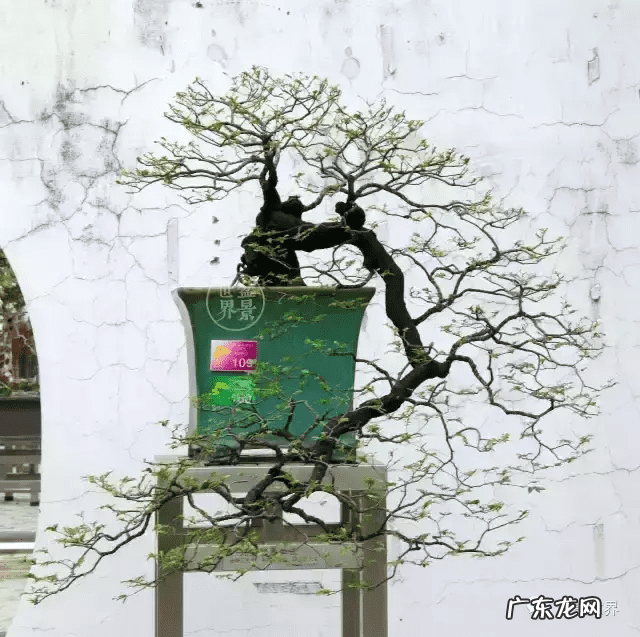 树桩的图画 风水画树桩图片大全欣赏