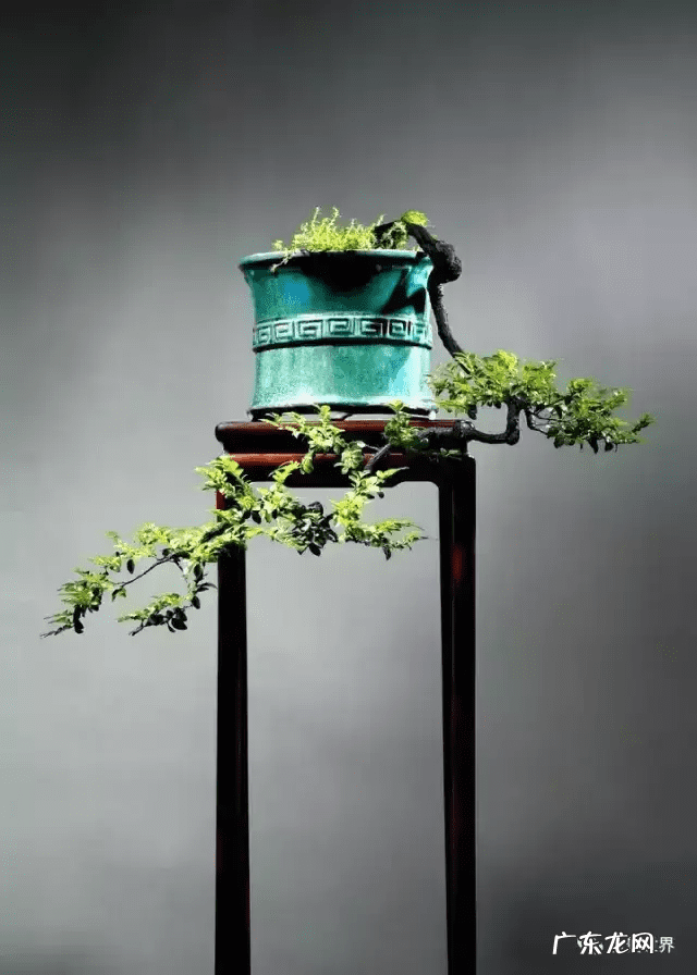 树桩的图画 风水画树桩图片大全欣赏