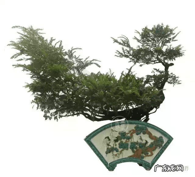 树桩的图画 风水画树桩图片大全欣赏